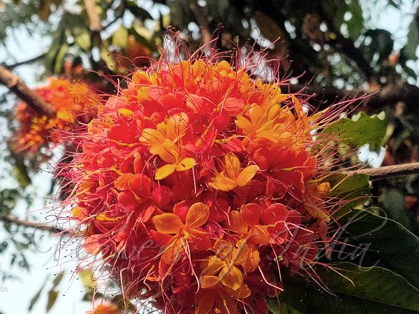 Ashoka in female infertility: a phytotherapeutic perspective on reproductive health and hormonal balance